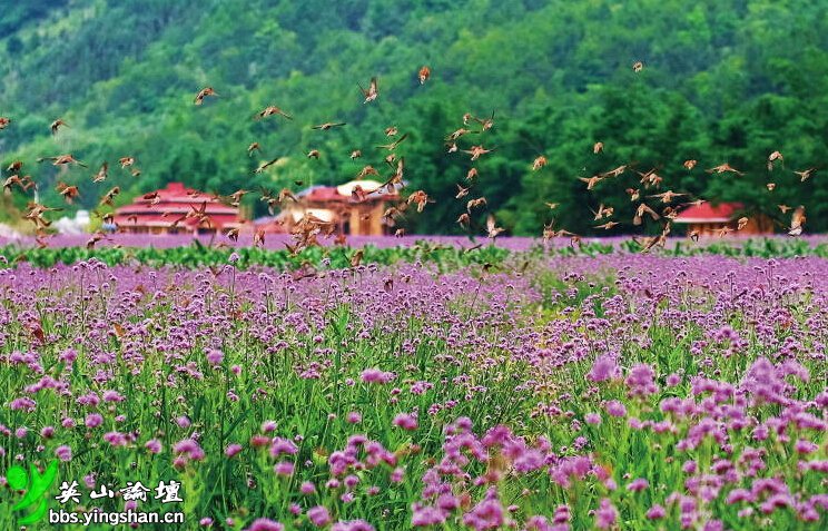 四季花海国际花博园将打造"花海英山" 总投资8亿元,将