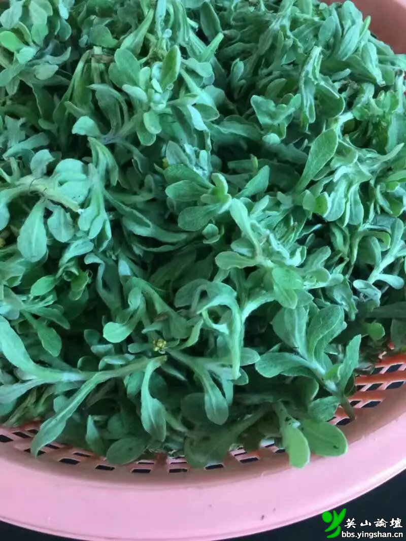 茼蒿又称同蒿,蓬蒿,蒿菜,菊花菜,塘蒿,蒿子杆,蒿子,蓬花菜,桐花菜.
