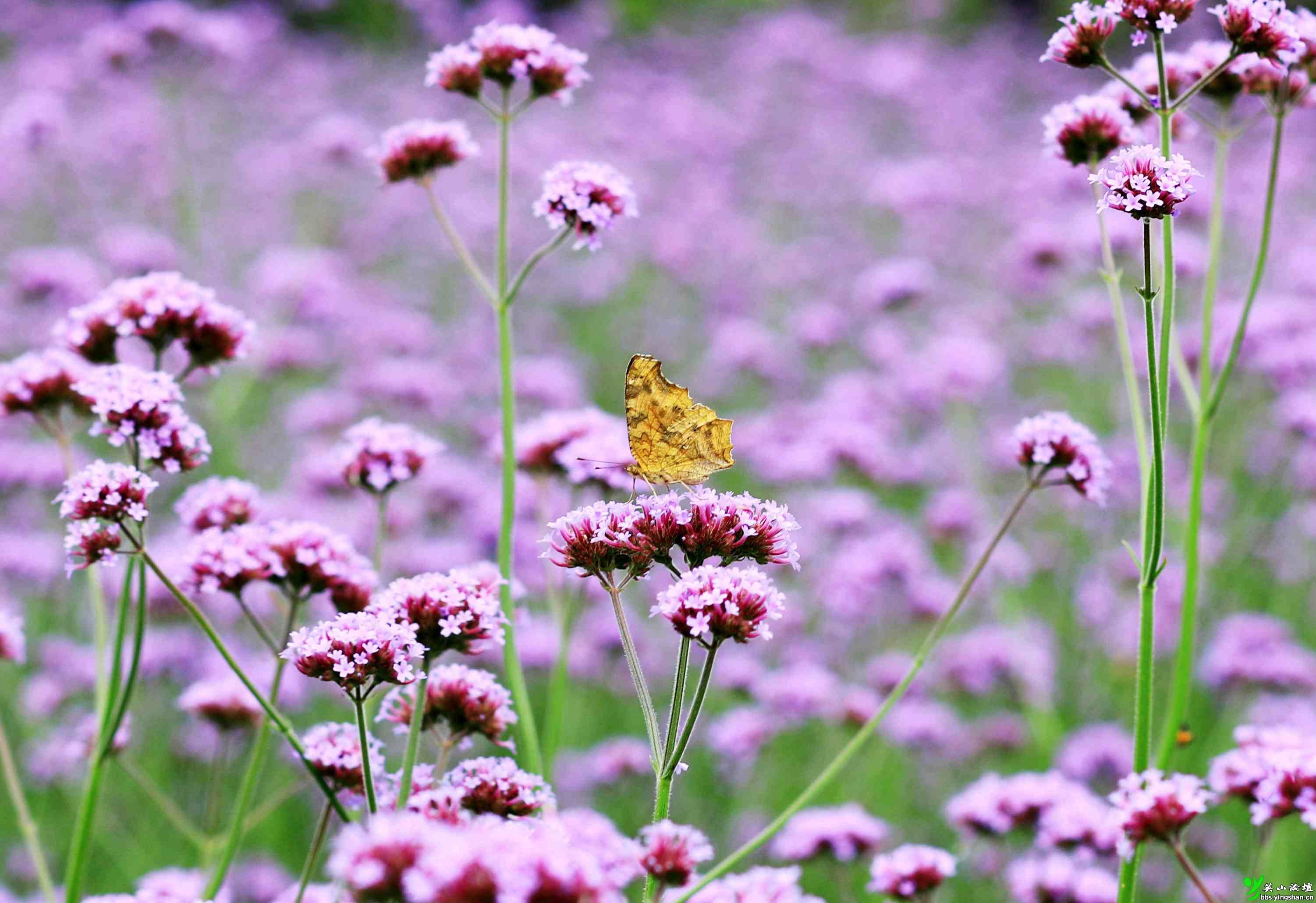 影展征集紫色禁梦幻马鞭草